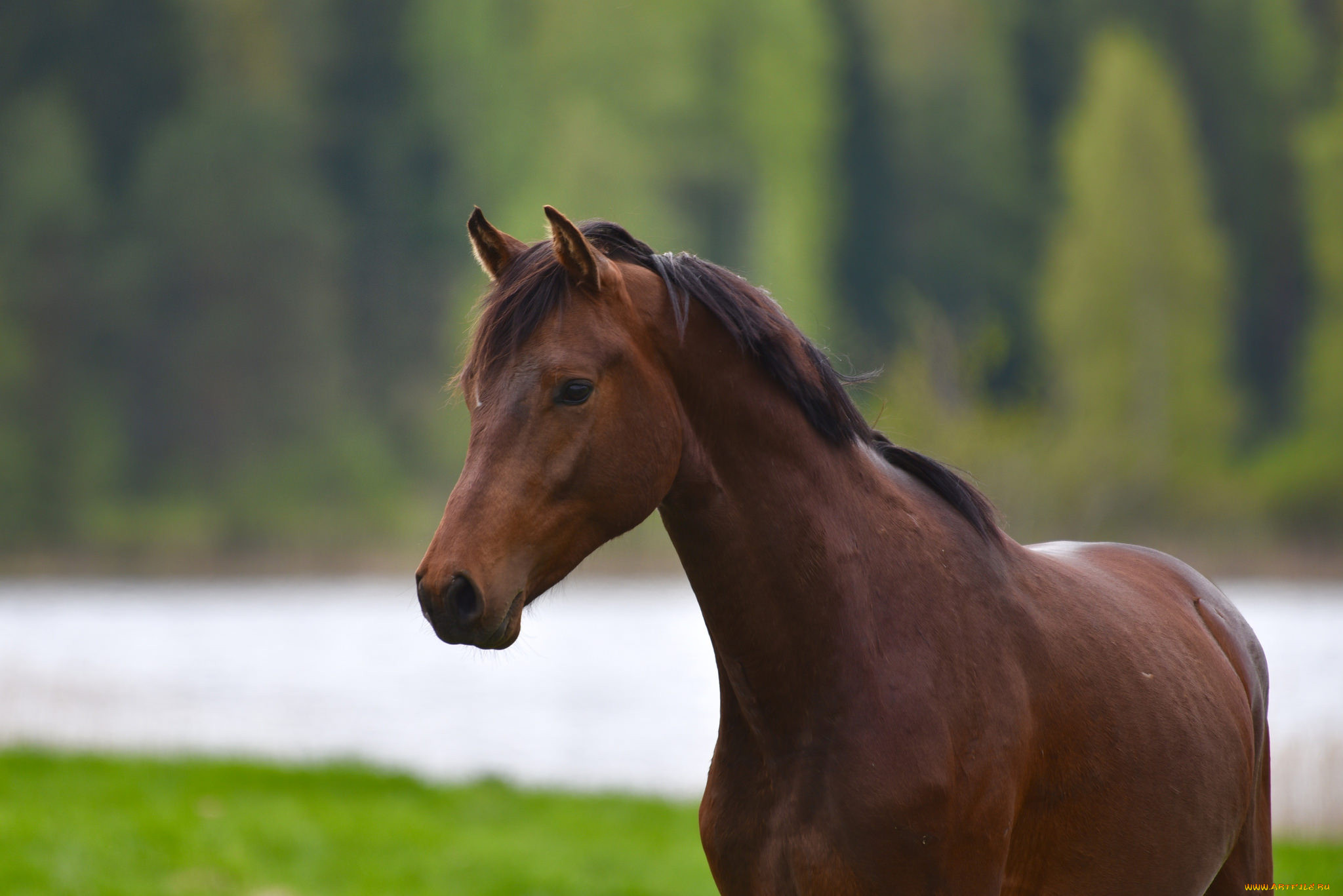 , , , , horse, animal, handsome
